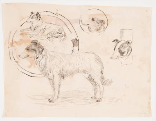 Title unknown (dog studies)