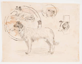 Title unknown (dog studies)