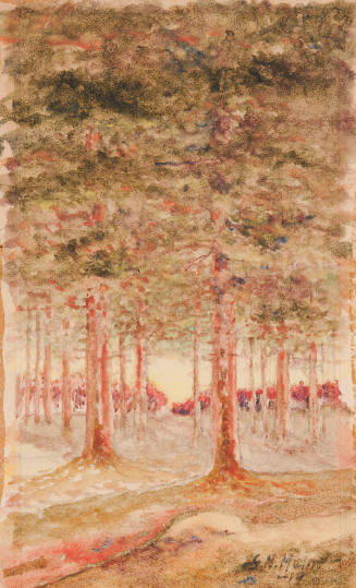 Woods Scene