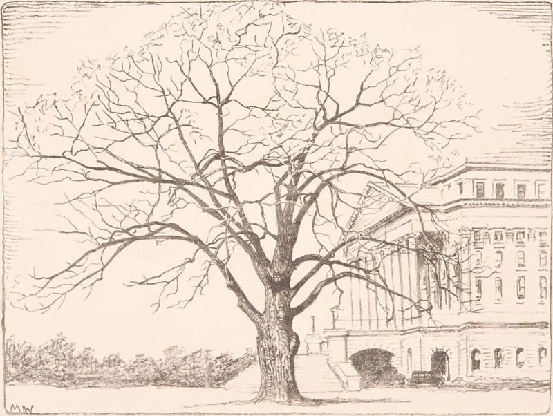 Old Cottonwood on Capitol Grounds, Topeka