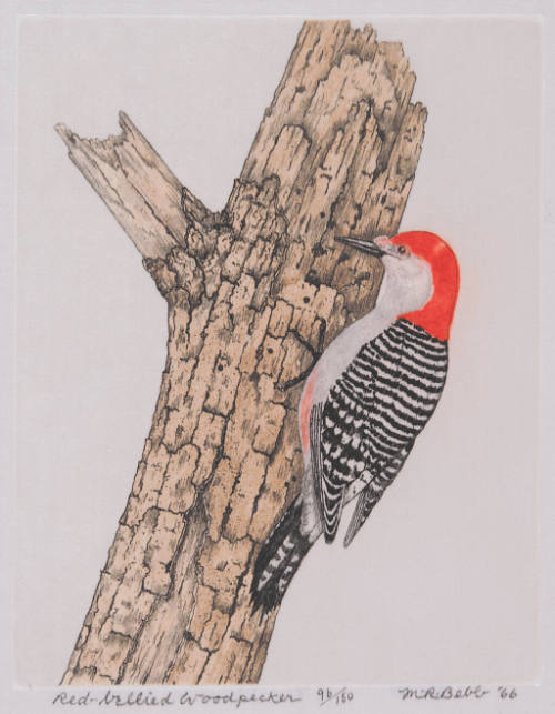 Red-bellied Woodpecker