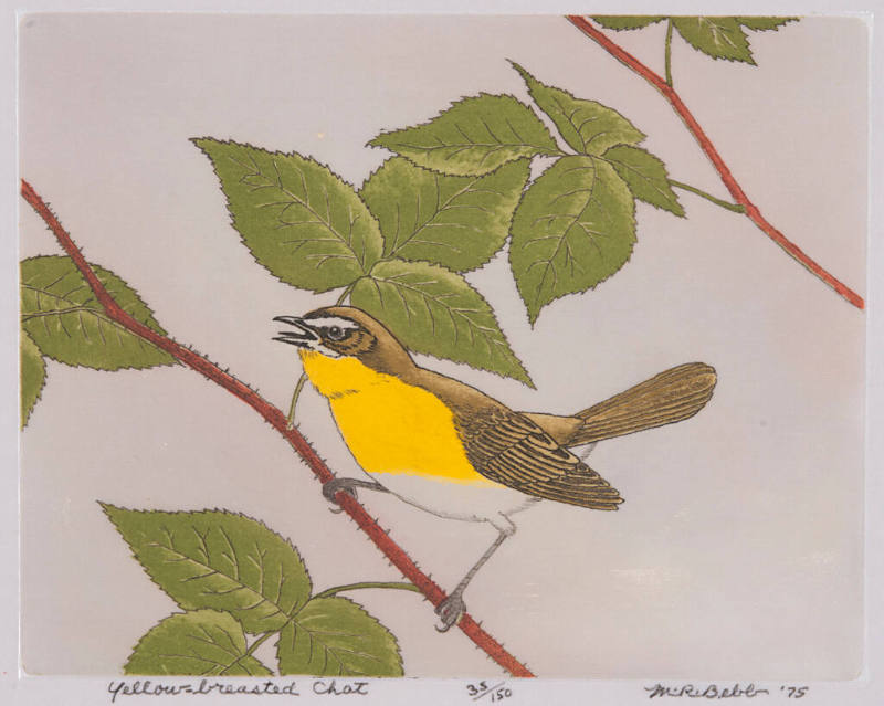 Yellow-breasted Chat