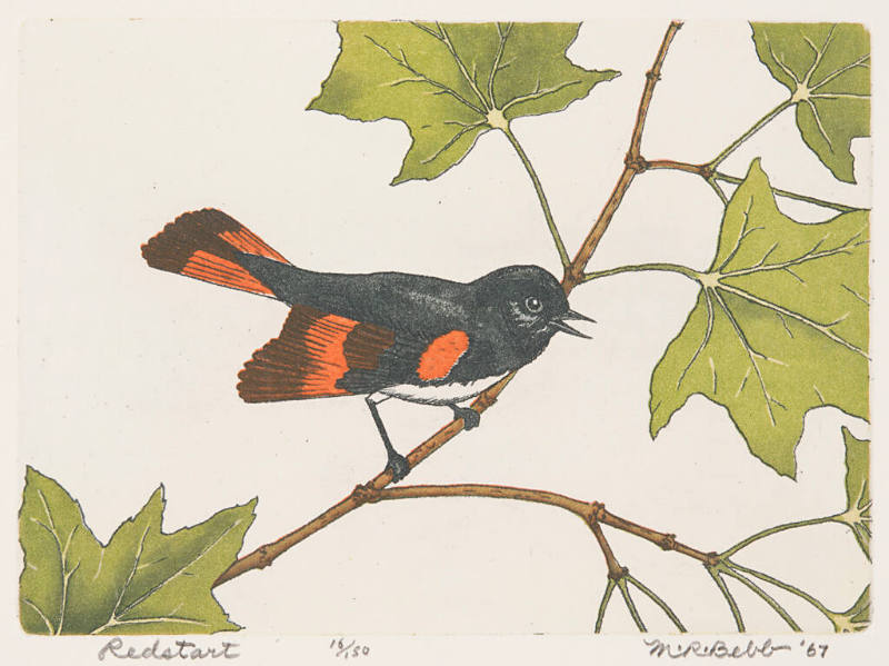 Redstart