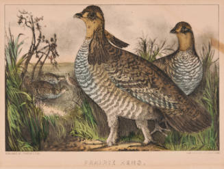 Prairie Hens