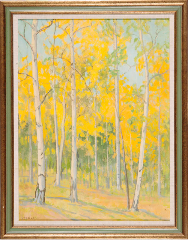 Aspen Trees