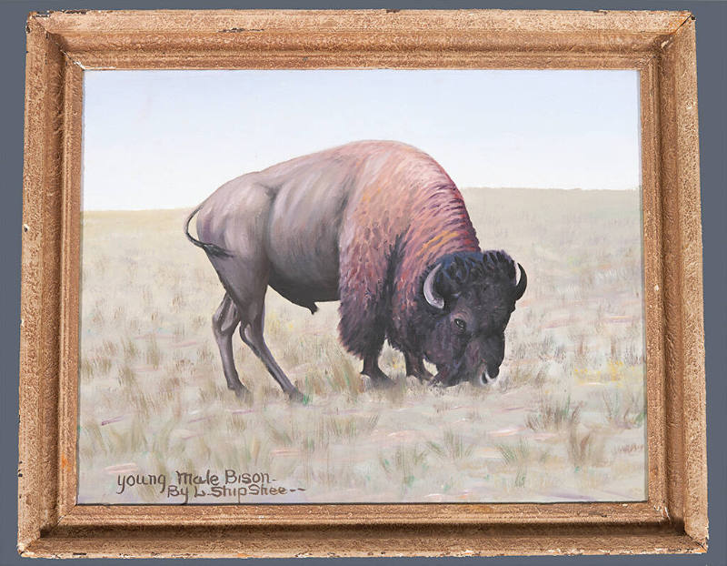 Young Male Bison