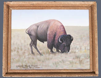 Young Male Bison