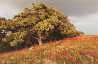 A Bur Oak on the Tallgrass Prairie National Preserve, Kansas