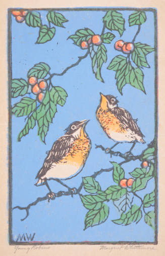 Young Robins