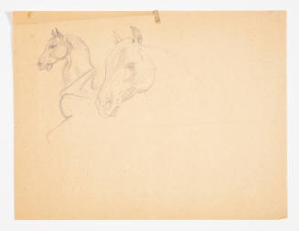 Study of horses