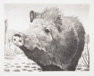 William Wind McKim, Javelina, ca. 1940, lithograph, 8 9/16 x 11 in., Kansas State University, M…