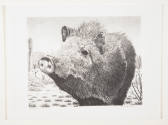 William Wind McKim, Javelina, ca. 1940, lithograph, 8 9/16 x 11 in., Kansas State University, M…