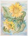 Sue Jean Covacevich (United States)
Title unknown (two sunflowers), ca. 1985
Watercolor on pa…