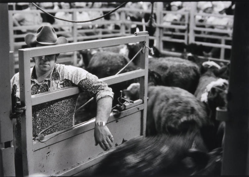 Cattle Entering Arena