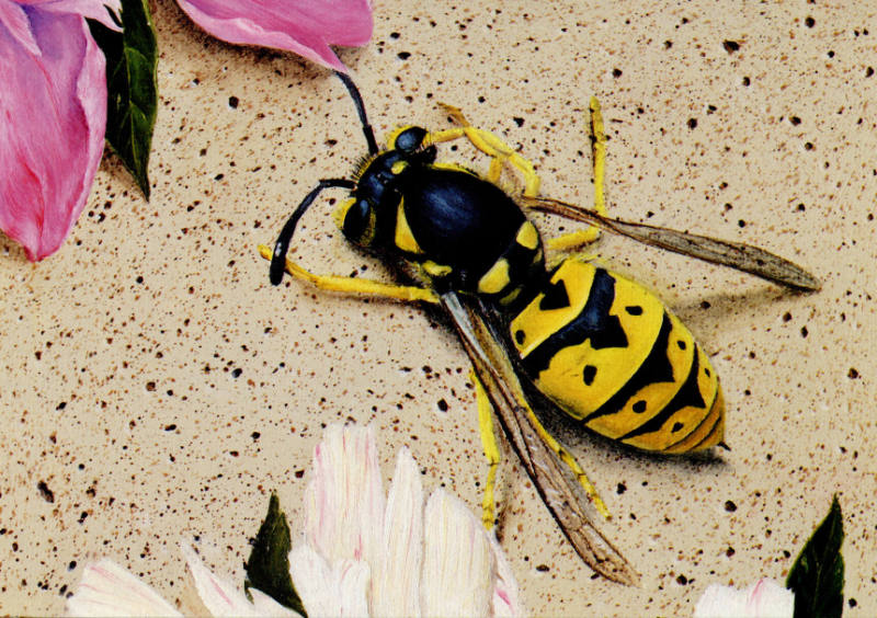 Alison Pebworth, Kansas Close-Up, 1991, photomechanical reproduction, 4 x 5 13/16 in., Kansas S…