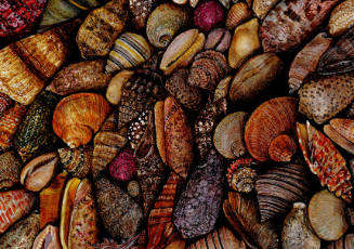 Sheryl Sigwing, Seashells, 1992, photomechanical reproduction, 4 x 5 13/16 in., Kansas State Un…