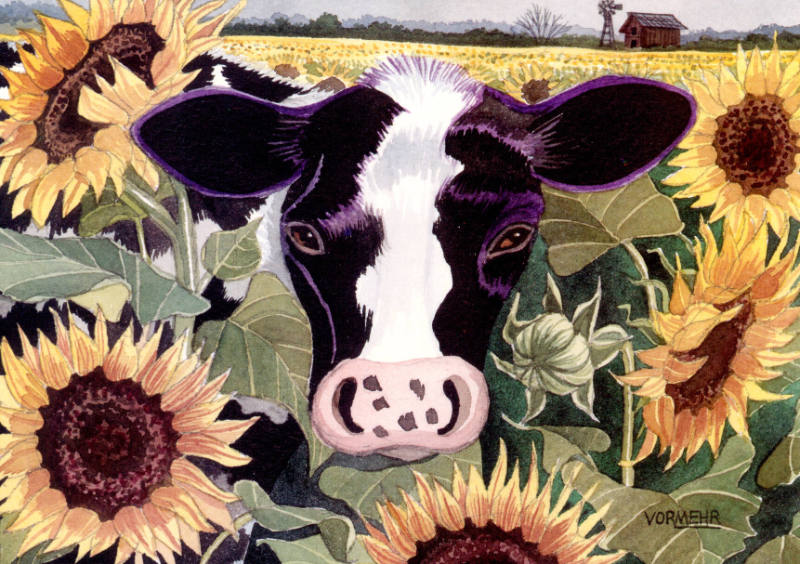 Holstein in Field of Sunflowers