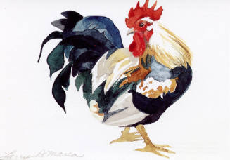 Rooster