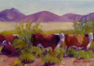 Herefords in Desert