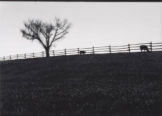 Pasture (cattle along fence with tree)