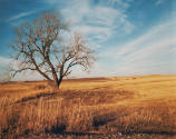 George M. Kren, Untitled (color landscape with tree on the prairie), ca.1958, chromogenic print…