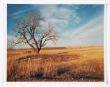 George M. Kren, Untitled (color landscape with tree on the prairie), ca.1958, chromogenic print…