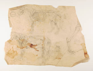 TItle unknown (anatomical sketches of a large cat)