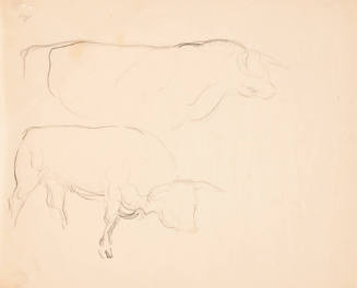 Sketch of Two Bulls