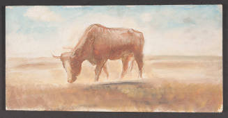 Young Steer, Sketch