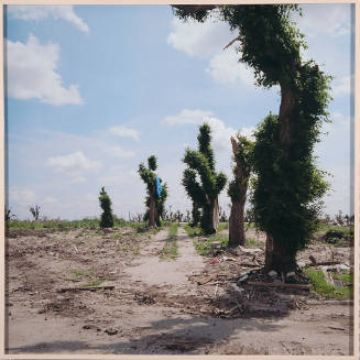 Trees, Six Weeks After Tornado, After Monet