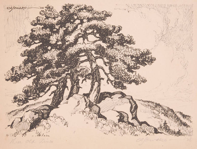 Coy Avon Seward, Three Old Pines, 1928, lithograph, 7 x 10 in., Kansas State University, Marian…