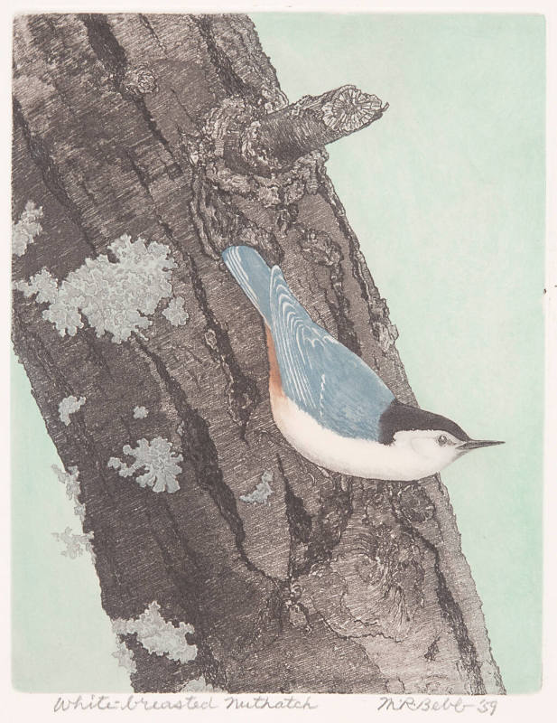 White Breasted Nuthatch