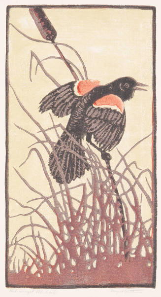 Red-winged Blackbird