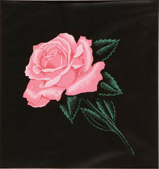 Untitled (pink rose)