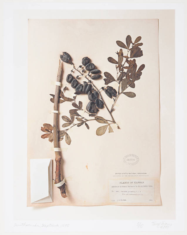 Smithsonian, Baptisia, 1895