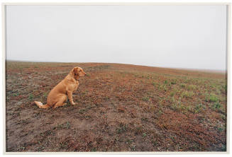 Untitled (dog)