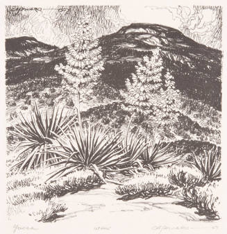 Yucca